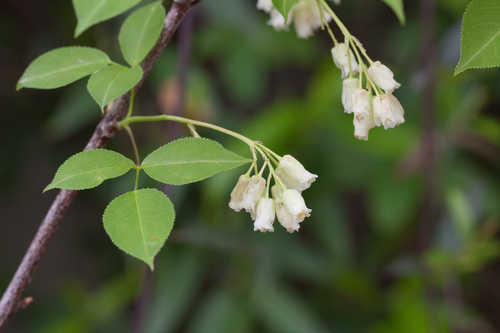 Staphylea trifolia #31